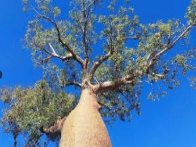 Information about this tree photo